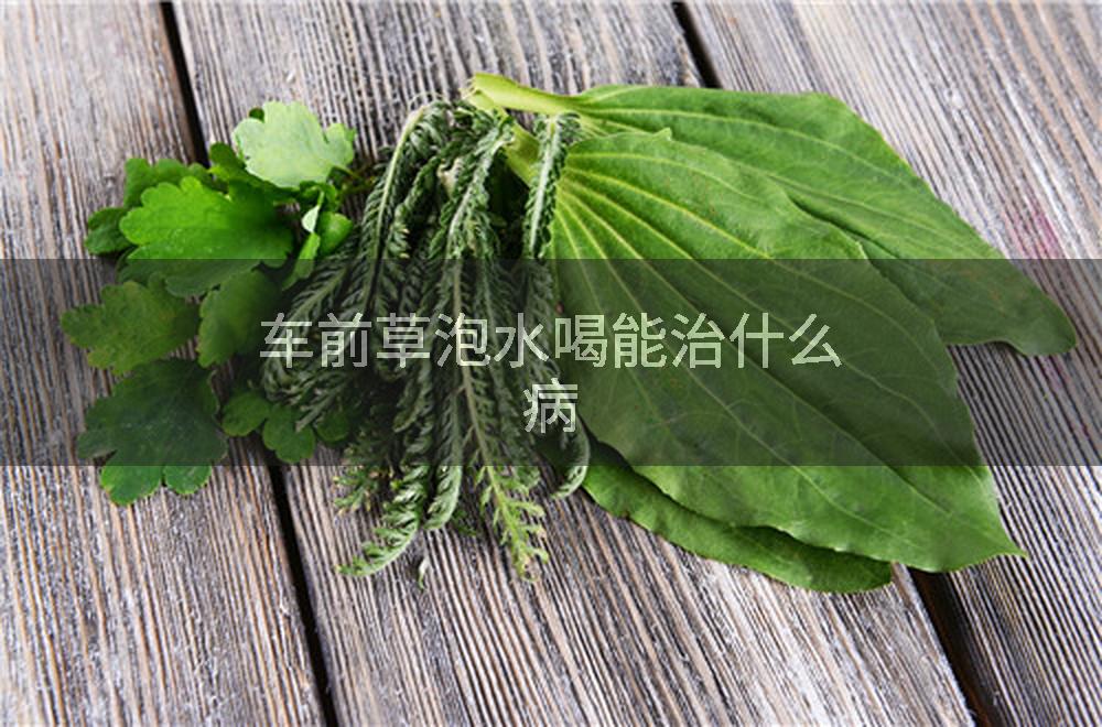 车前草泡水喝能治什么病
