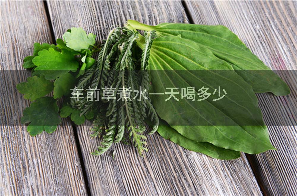 车前草煮水一天喝多少
