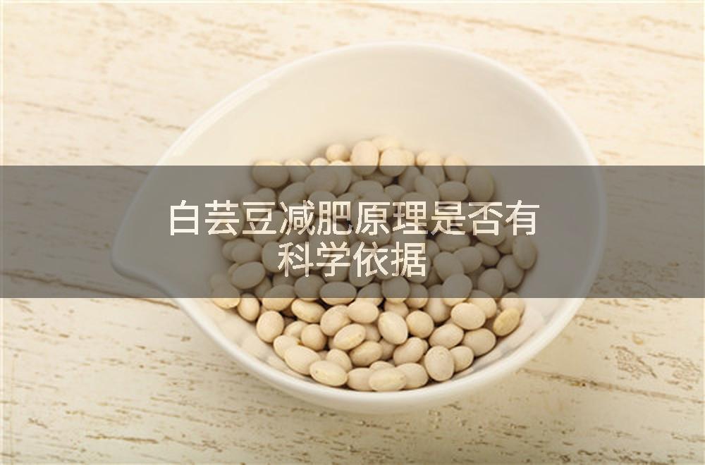 白芸豆减肥原理是否有科学依据