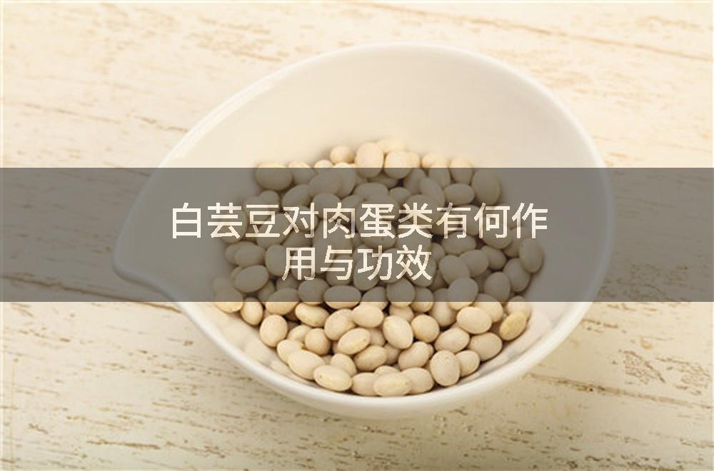 白芸豆对肉蛋类有何作用与功效