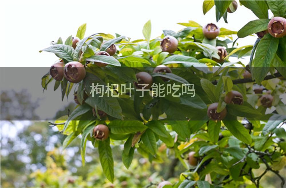 枸杞叶子能吃吗