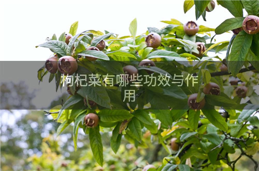 枸杞菜有哪些功效与作用