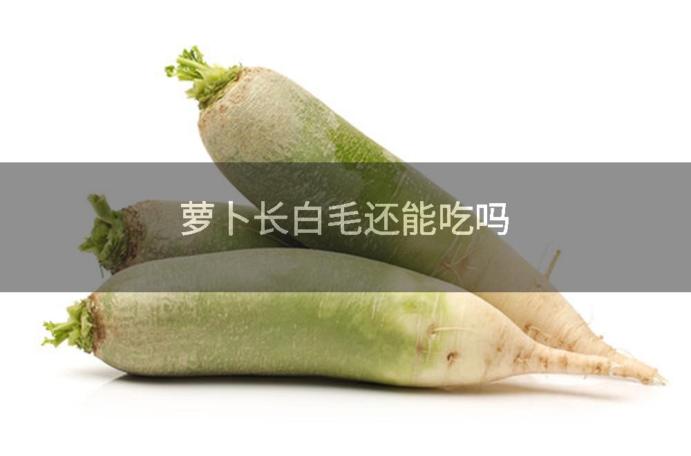萝卜长白毛还能吃吗