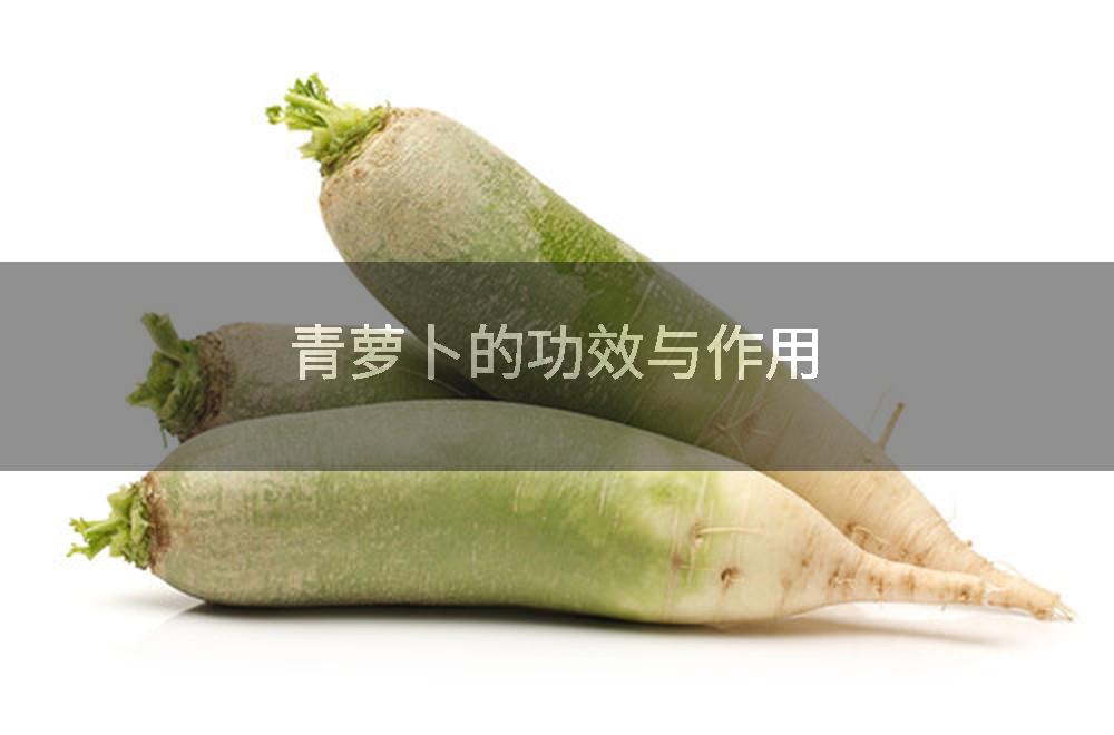 青萝卜的功效与作用