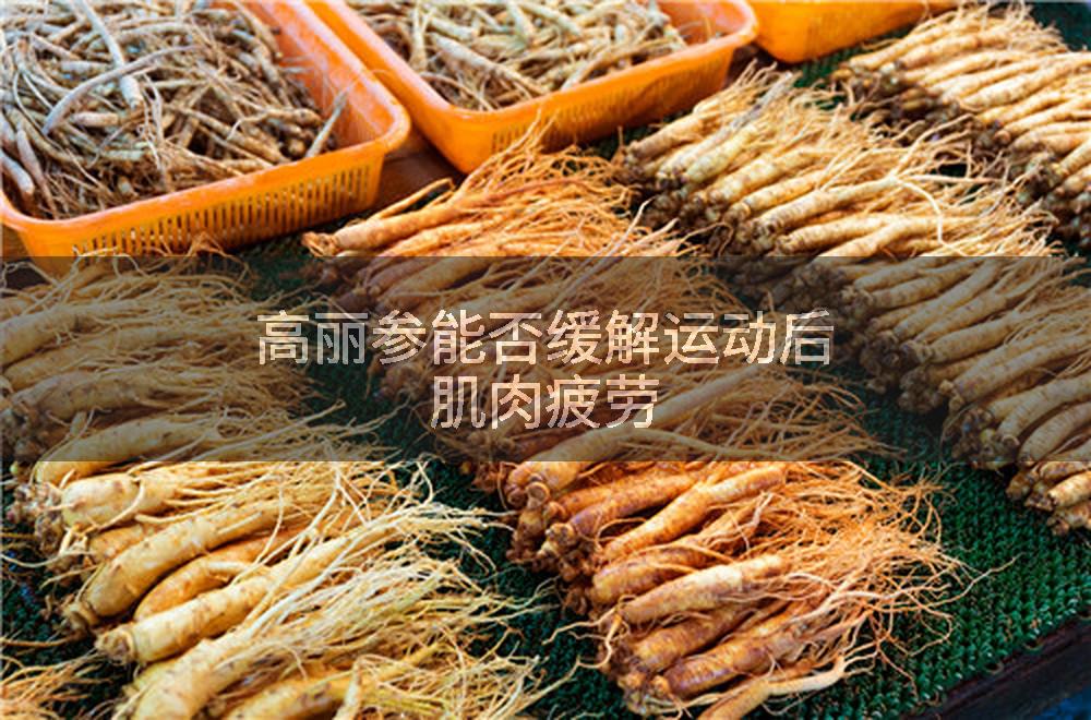 高丽参能否缓解运动后肌肉疲劳
