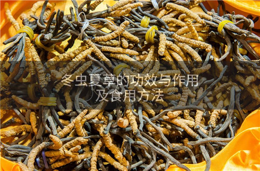 冬虫夏草的功效与作用及食用方法