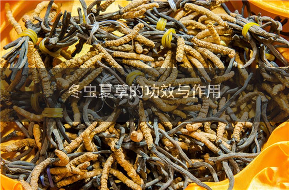 冬虫夏草的功效与作用