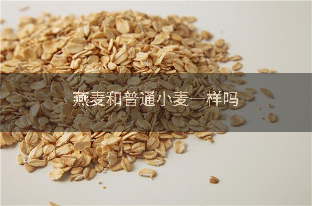 燕麦和普通小麦一样吗