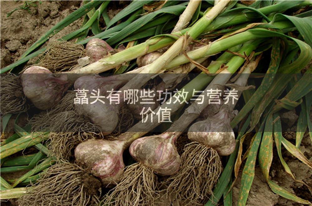 藠头有哪些功效与营养价值