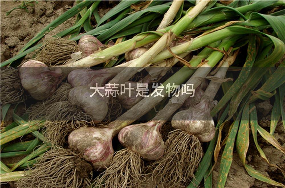 大蒜叶是发物吗