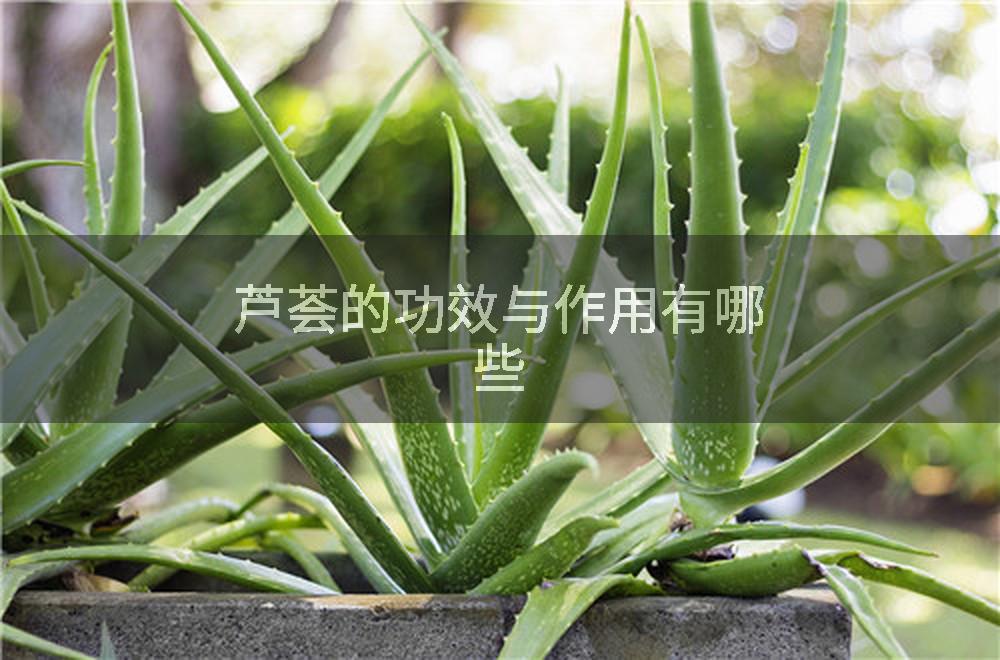芦荟的功效与作用有哪些