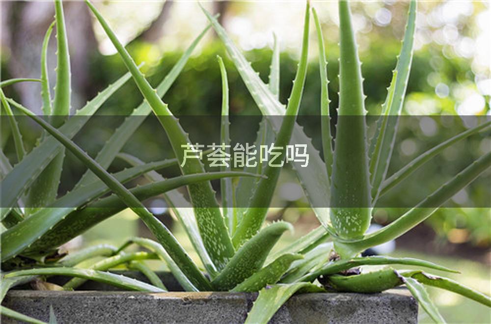 芦荟能吃吗