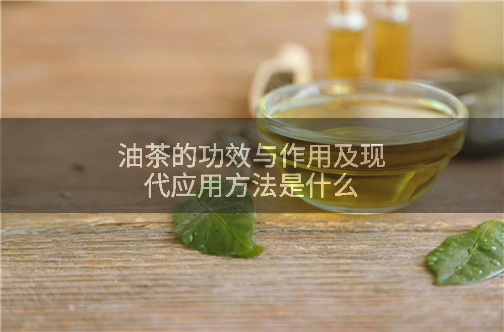 油茶的功效与作用及现代应用方法是什么