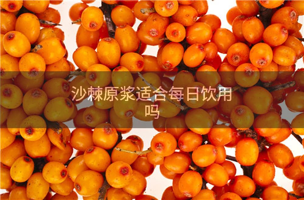 沙棘原浆适合每日饮用吗