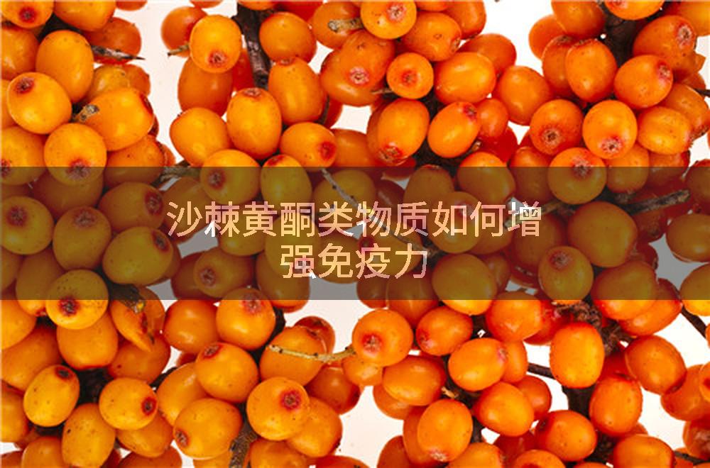 沙棘黄酮类物质如何增强免疫力