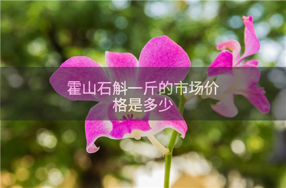 霍山石斛一斤的市场价格是多少