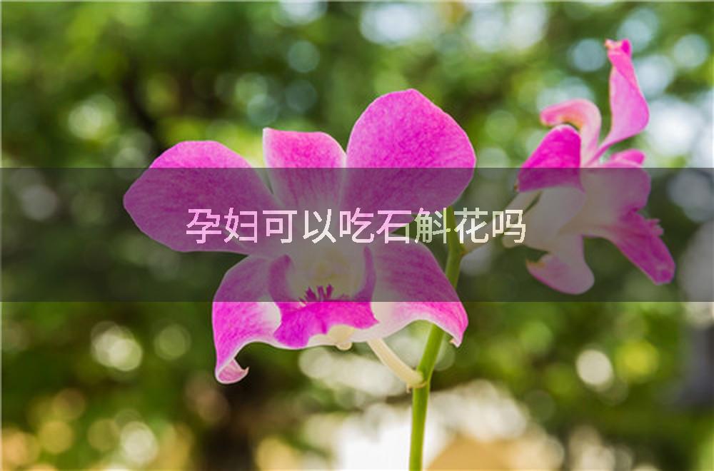 孕妇可以吃石斛花吗