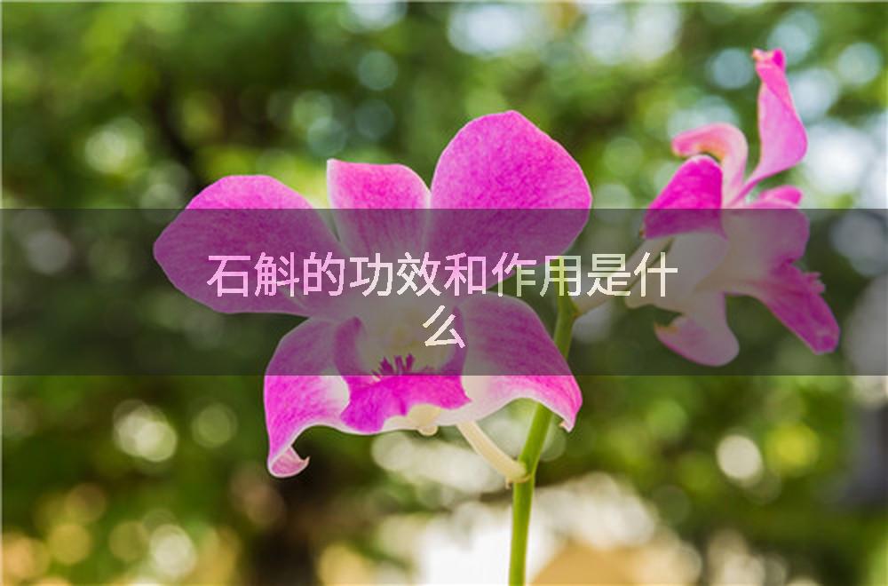 石斛的功效和作用是什么