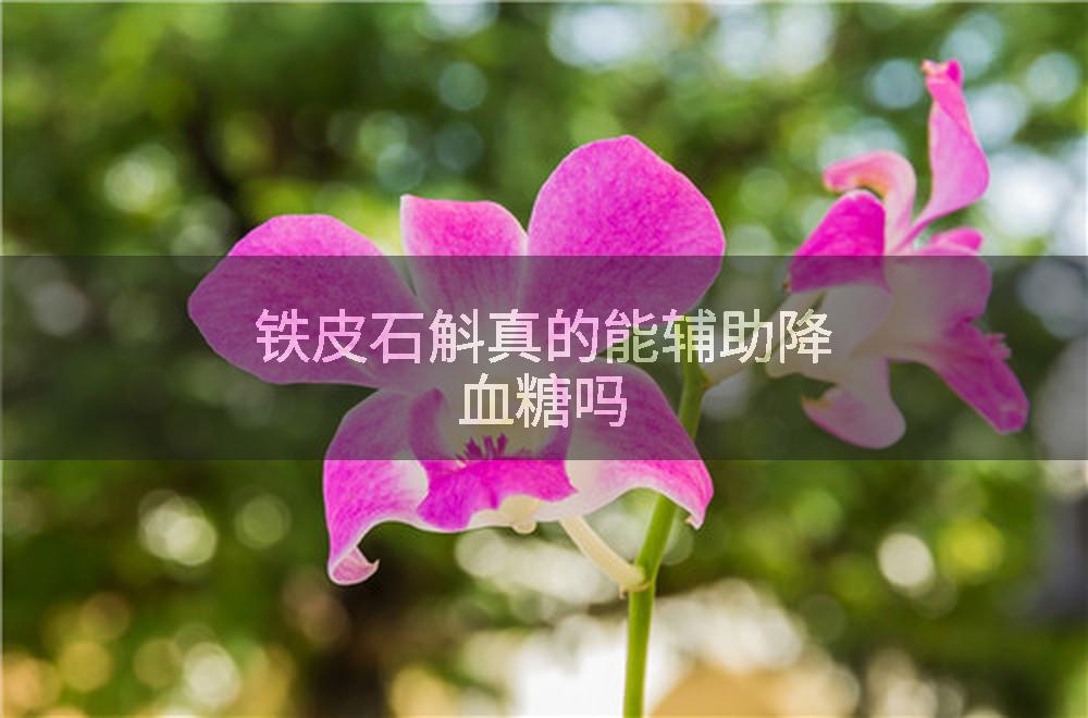 铁皮石斛真的能辅助降血糖吗