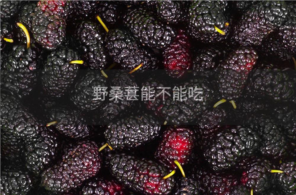 野桑葚能不能吃