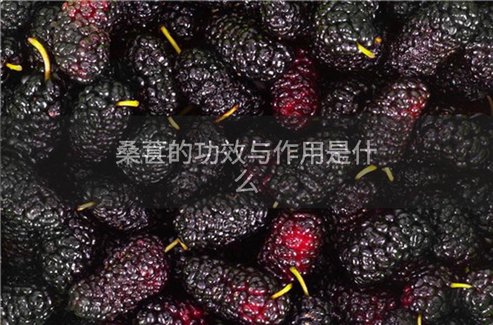 桑葚的功效与作用是什么