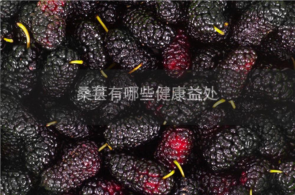 桑葚有哪些健康益处