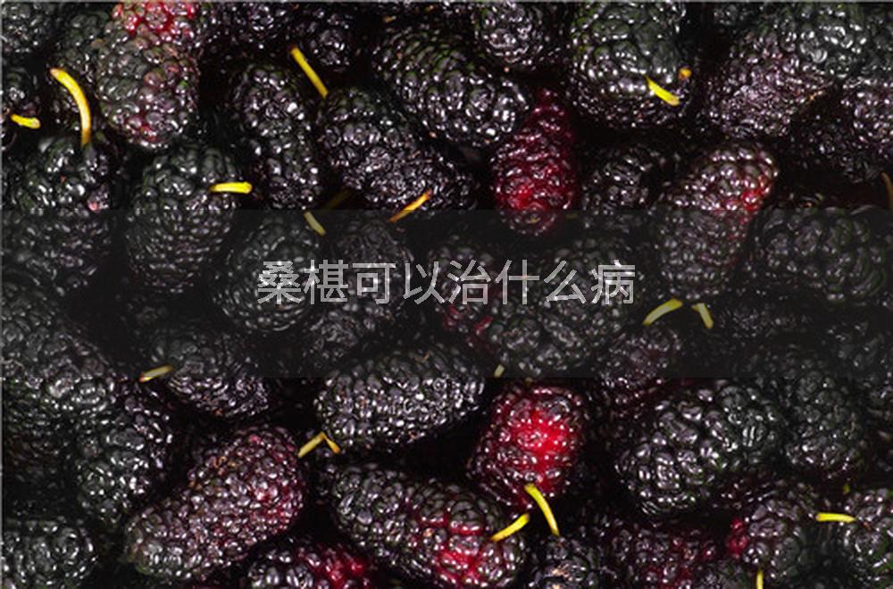 桑椹可以治什么病