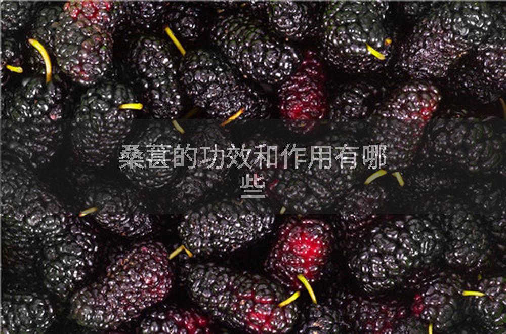 桑葚的功效和作用有哪些
