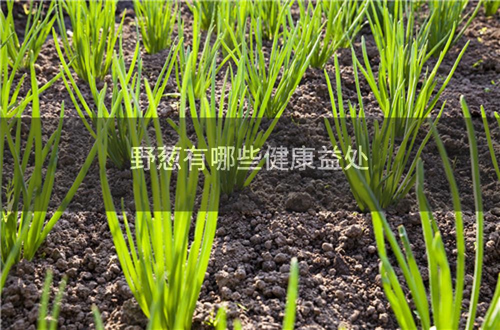 野葱有哪些健康益处