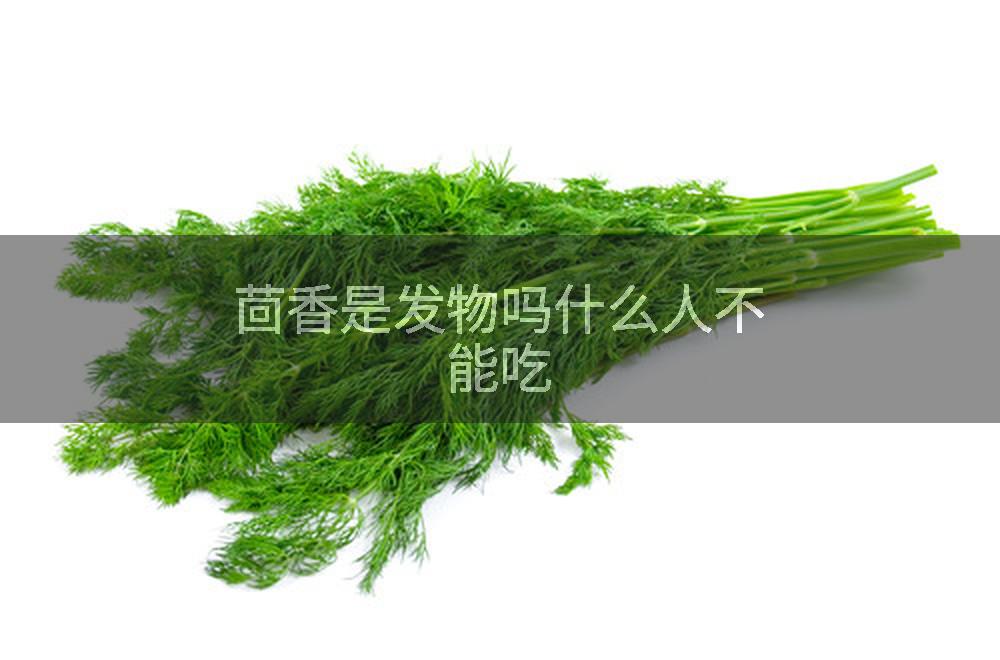 茴香是发物吗什么人不能吃