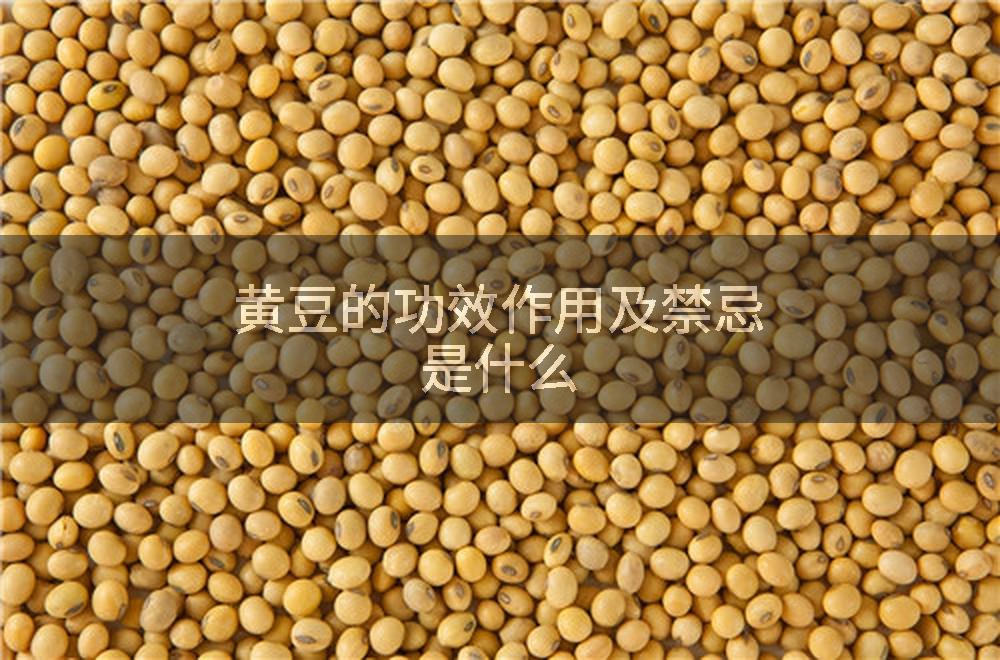 黄豆的功效作用及禁忌是什么