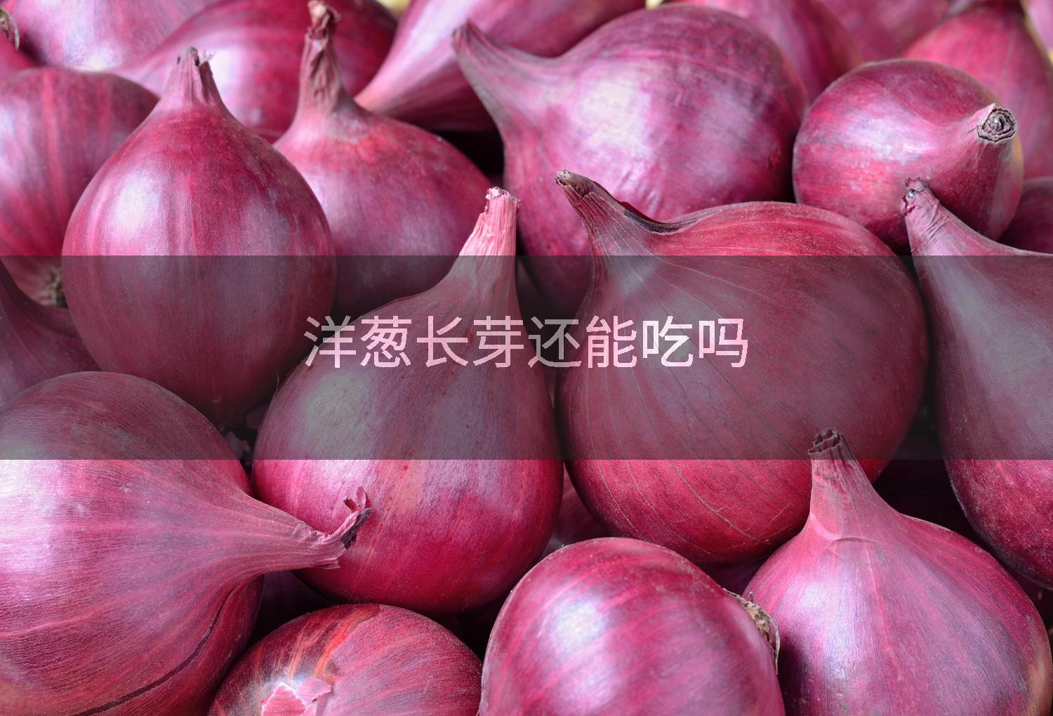 洋葱长芽还能吃吗