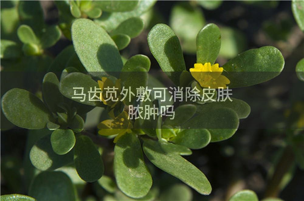 马齿苋外敷可消除皮肤脓肿吗