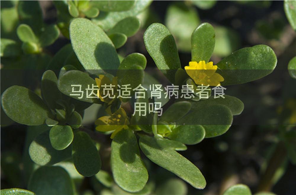 马齿苋适合肾病患者食用吗