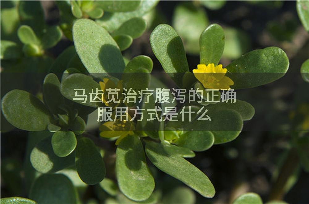 马齿苋治疗腹泻的正确服用方式是什么
