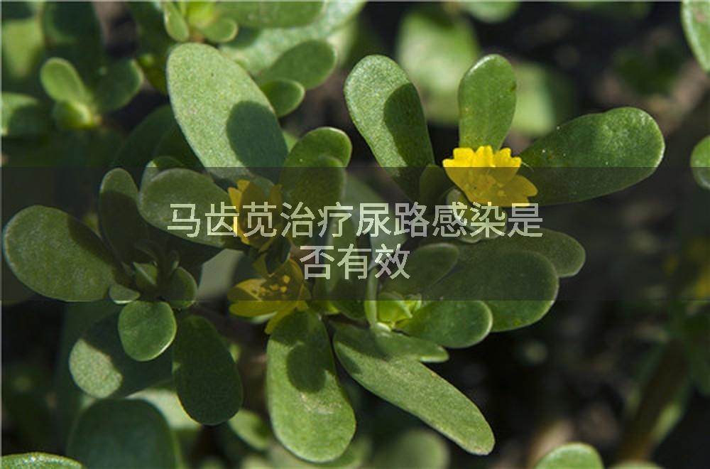 马齿苋治疗尿路感染是否有效