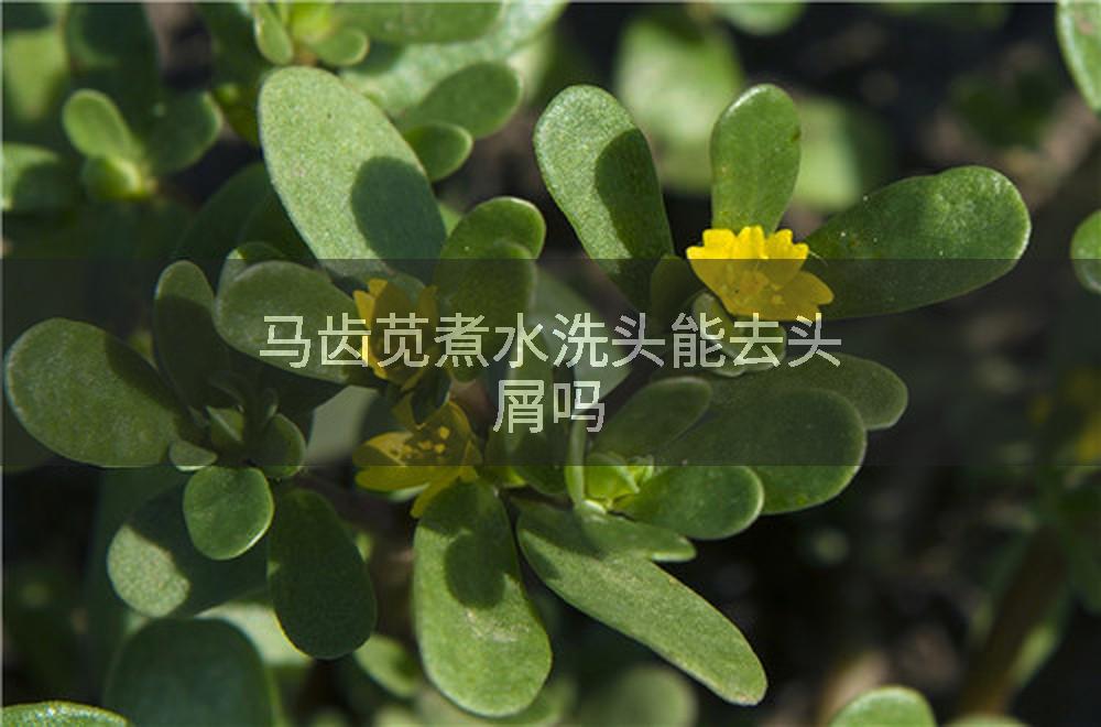 马齿苋煮水洗头能去头屑吗