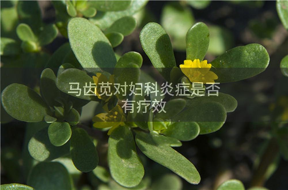 马齿苋对妇科炎症是否有疗效