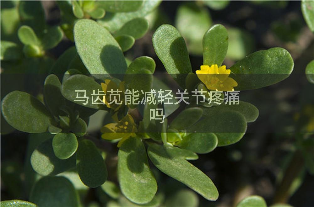 马齿苋能减轻关节疼痛吗