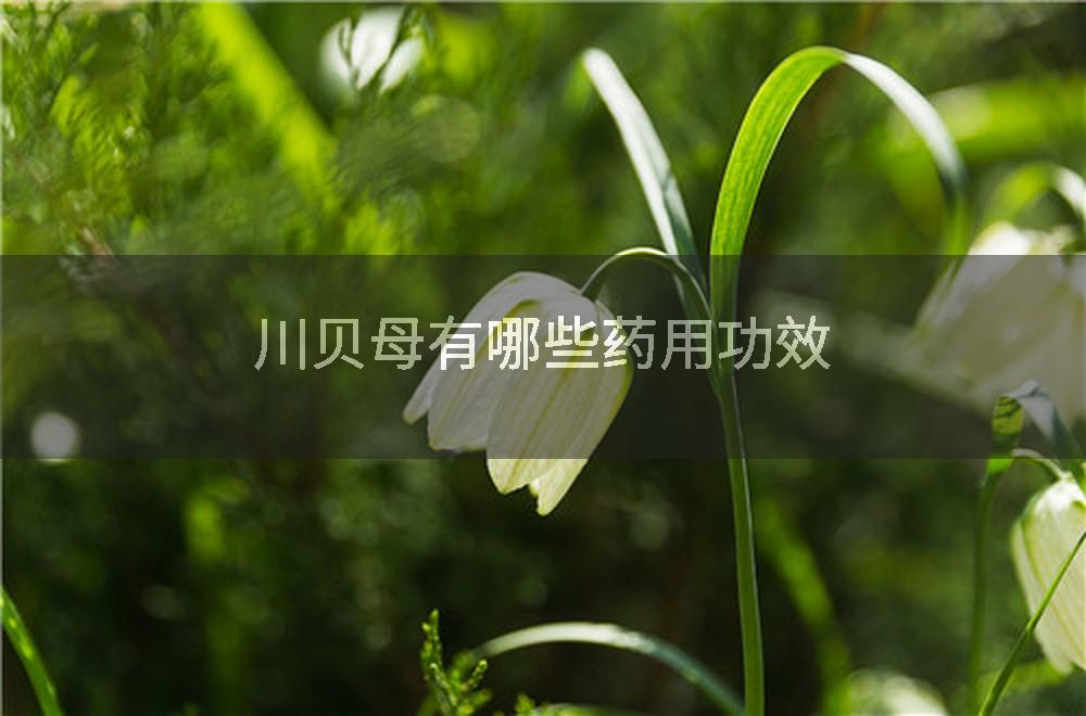 川贝母有哪些药用功效