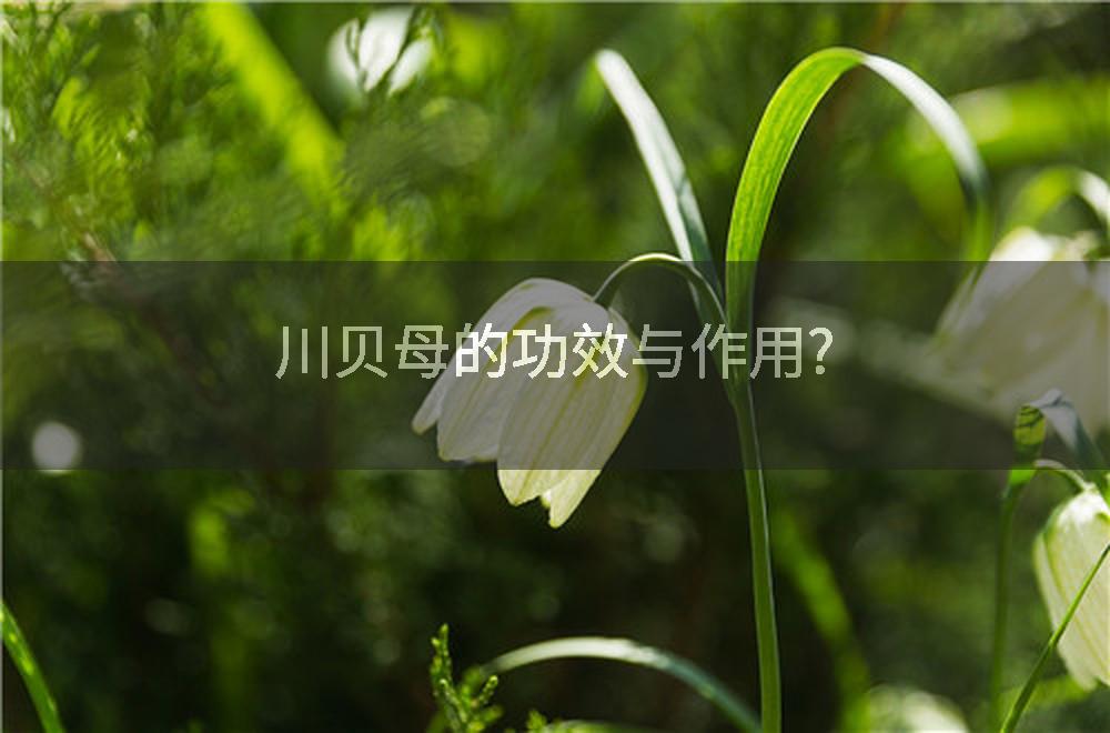 川贝母的功效与作用?