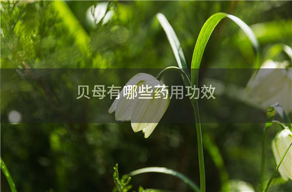 贝母有哪些药用功效