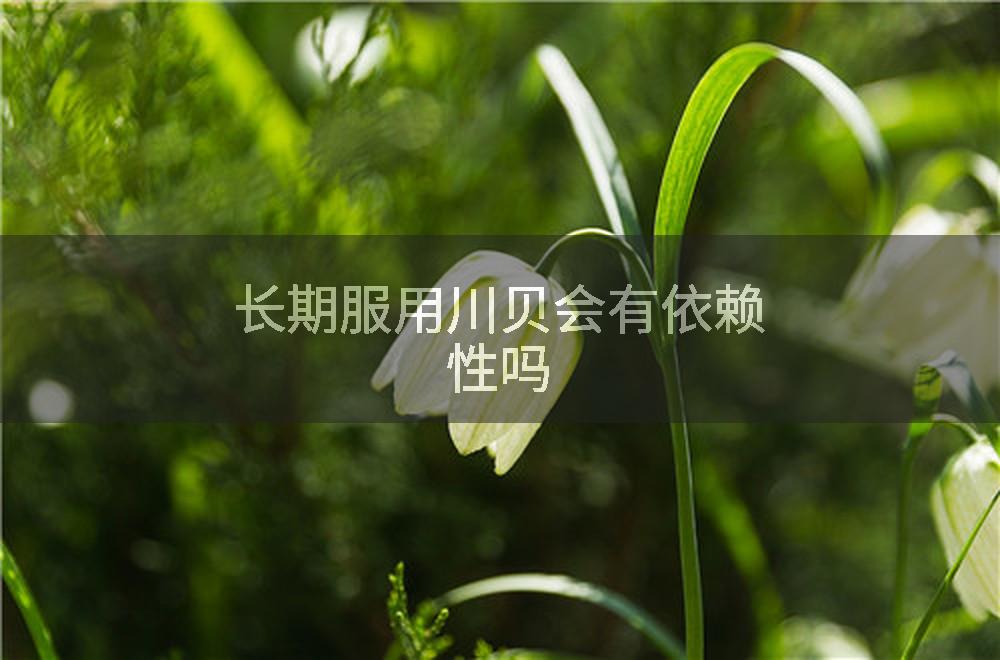 长期服用川贝会有依赖性吗