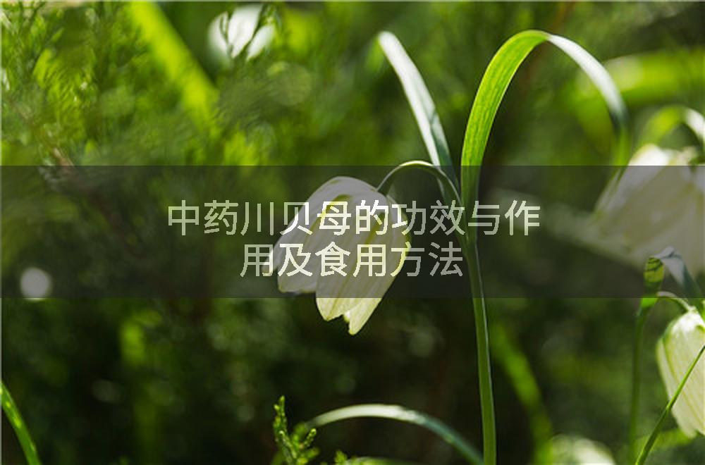 中药川贝母的功效与作用及食用方法