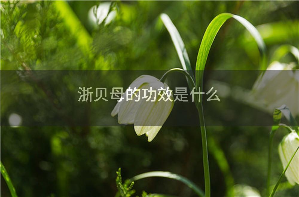 浙贝母的功效是什么
