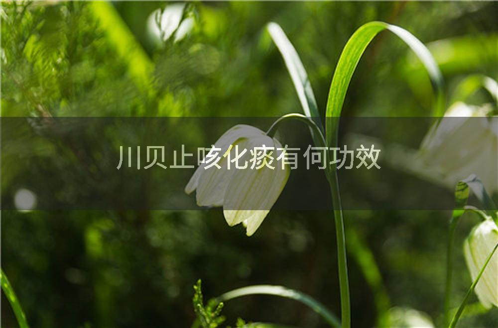 川贝止咳化痰有何功效