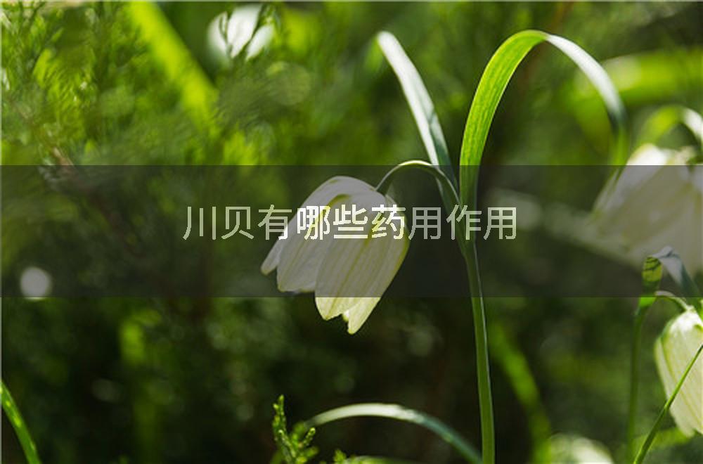 川贝有哪些药用作用
