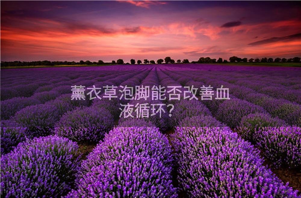 薰衣草泡脚能否改善血液循环？