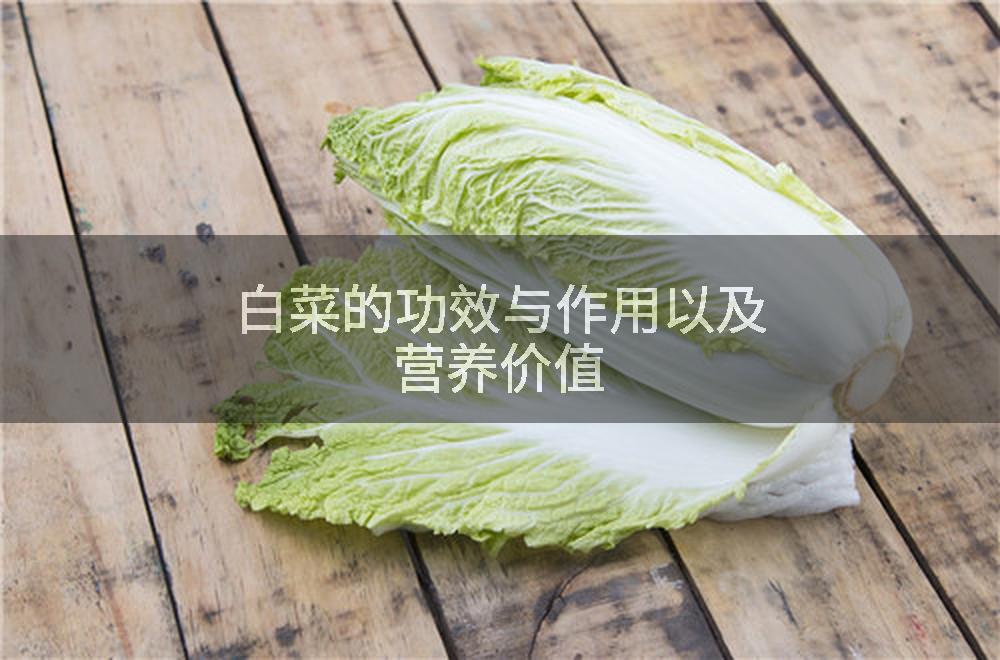 白菜的功效与作用以及营养价值