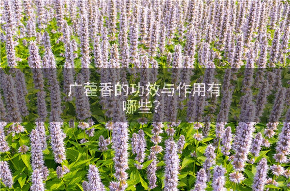 广藿香的功效与作用有哪些？